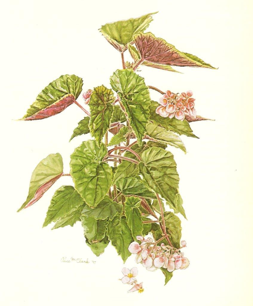 B. ‘Montalvo’